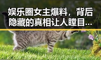 娱乐圈女主爆料,背后隐藏的真相让人瞠目结舌!🤯